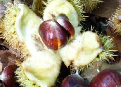 Sweet Chestnut